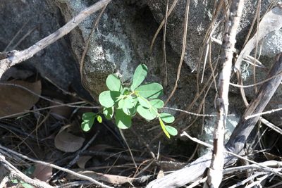 Phyllanthus similis, photographed by Greg Tasney
