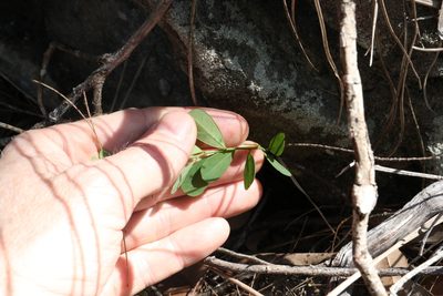 Phyllanthus similis, photographed by Greg Tasney