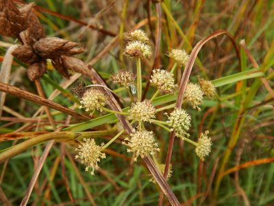 Oenanthe lachenalii, photographed by pete_gateley