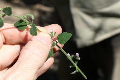Mentha grandiflora, photographed by Greg Tasney