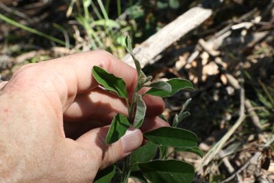 Isotropis foliosa, photographed by Greg Tasney