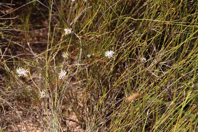 Serruria deluvialis, photographed by Tony Rebelo