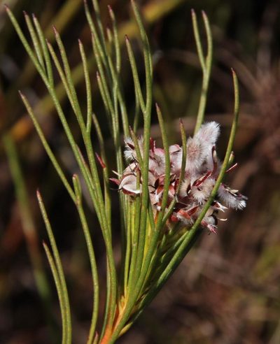 Serruria deluvialis, photographed by Tony Rebelo