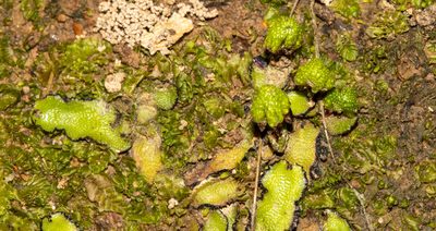 Asterella drummondii, photographed by T. Hammer