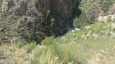 Anginon swellendamense, photographed by Di Turner