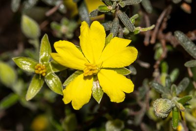 Hibbertia australis, photographed by T. Hammer
