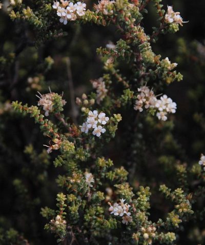 Macrostylis squarrosa, photographed by Tony Rebelo