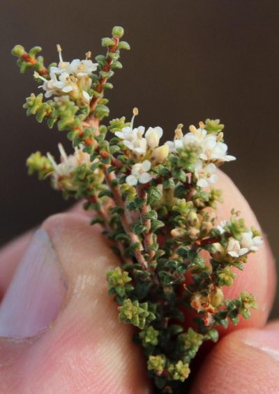 Macrostylis squarrosa, photographed by Tony Rebelo