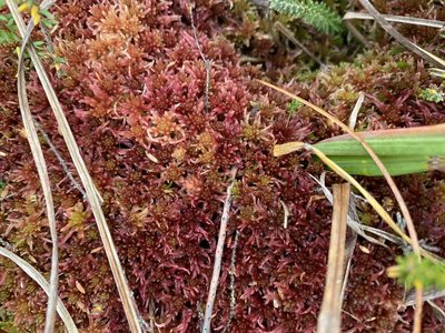 Sphagnum rubellum, photographed by James Clow