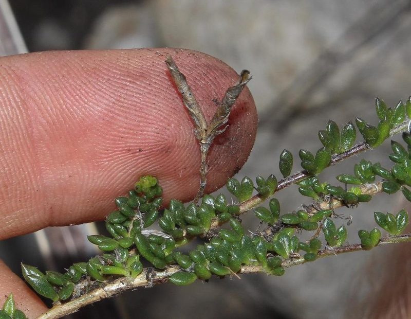 Aspalathus patens, photographed by Brian du Preez