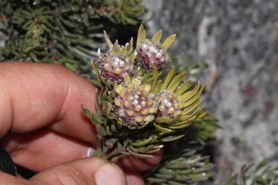 Leucadendron singulare, photographed by Brian du Preez