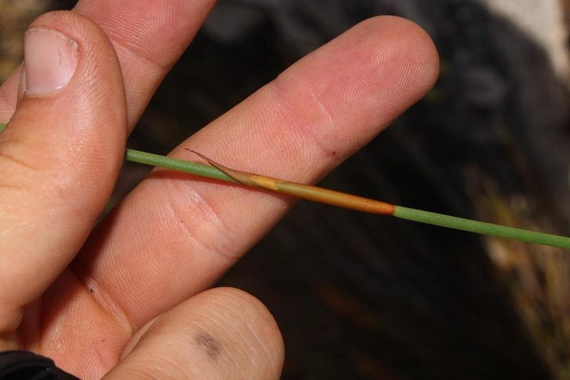 Elegia altigena, photographed by Brian du Preez