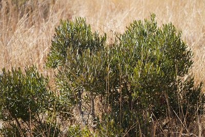 Euclea crispa, photographed by Matthew Fainman