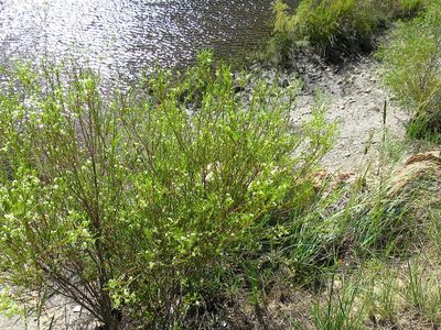 Diosma prama, photographed by Di Turner