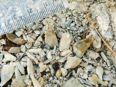 Ariocarpus scaphirostrus, photographed by amantedarmanin
