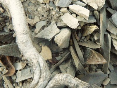 Ariocarpus scaphirostrus, photographed by amantedarmanin