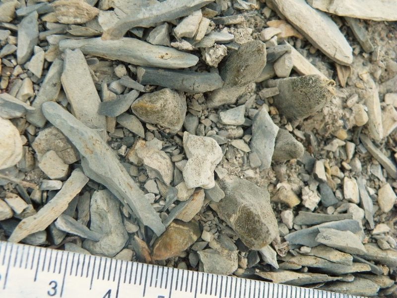 Ariocarpus scaphirostrus, photographed by amantedarmanin