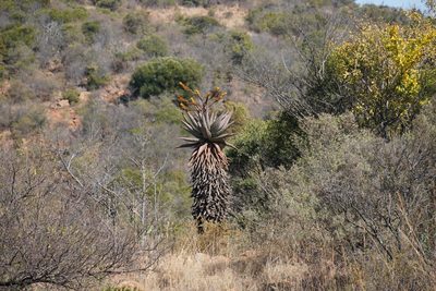 Aloe marlothii, photographed by Matthew Fainman