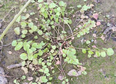 Cardamine dentata, photographed by Yurii Basov