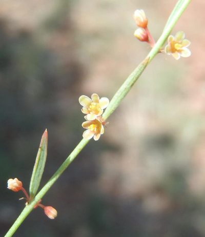 Phyllanthus incurvus, photographed by Nicola van Berkel