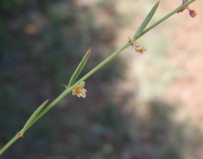 Phyllanthus incurvus, photographed by Nicola van Berkel