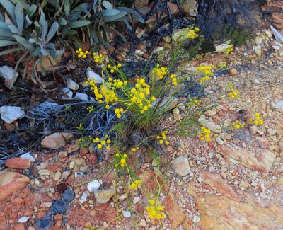 Senecio paniculatus, photographed by Di Turner