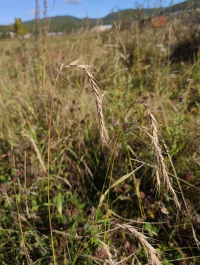 Elymus sibiricus, photographed by Юлия