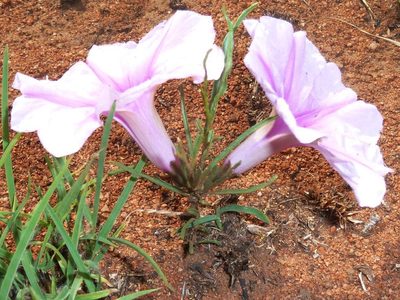 Ipomoea bolusiana, photographed by M Kriek