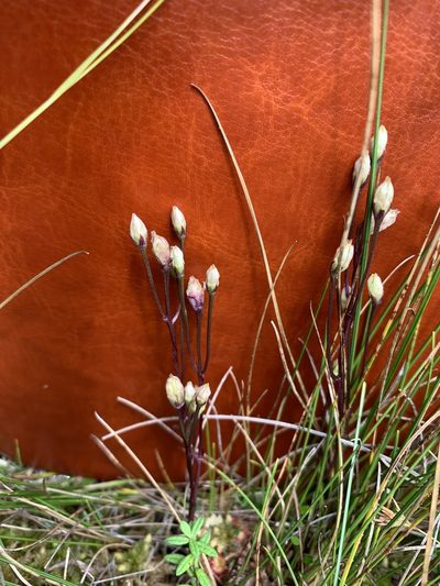 Bartonia paniculata, photographed by maureen_c-m