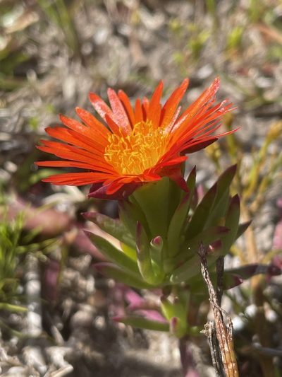 Lampranthus fergusoniae, photographed by Sean Privett