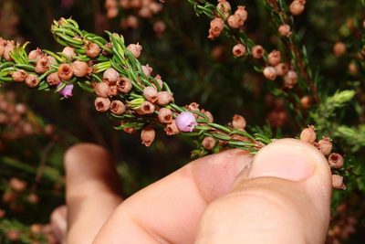 Erica regerminans, photographed by Brian du Preez