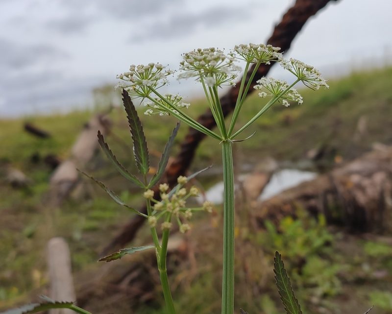 Sium latifolium, photographed by Yurii Basov