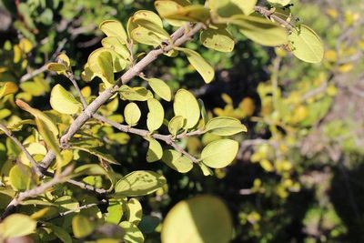 Canthium vanwykii, photographed by Brian du Preez