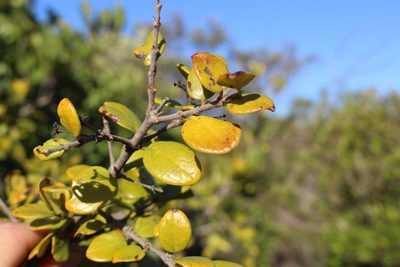 Canthium vanwykii, photographed by Brian du Preez