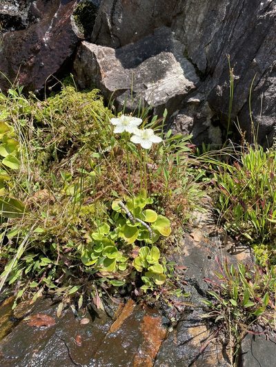 Parnassia asarifolia, photographed by Brandon Wheeler