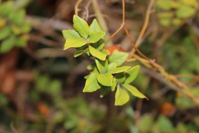Cryptocarya wyliei, photographed by Brian du Preez