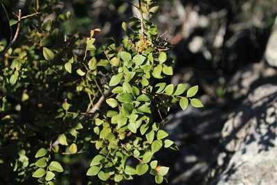 Cryptocarya wyliei, photographed by Brian du Preez
