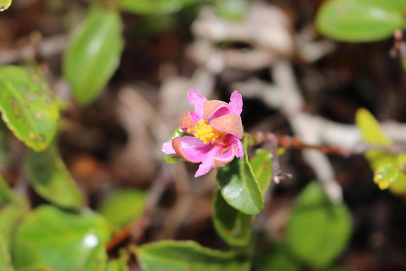 Grewia pondoensis, photographed by Brian du Preez