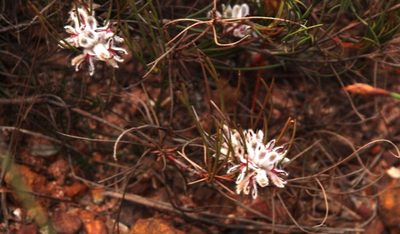 Serruria deluvialis, photographed by Tony Rebelo