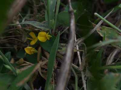 Crotalaria hebecarpa, photographed by Swarochi Tathagath