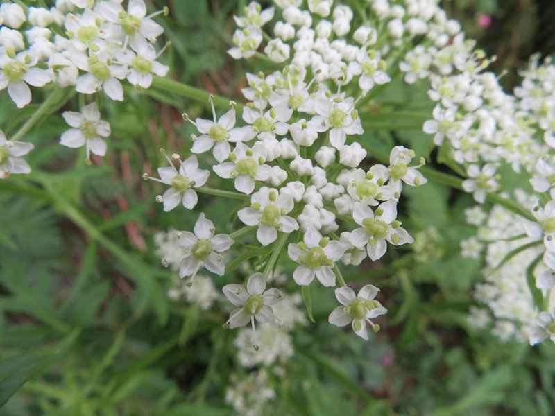 Pleurospermum austriacum, photographed by Marco Mussita