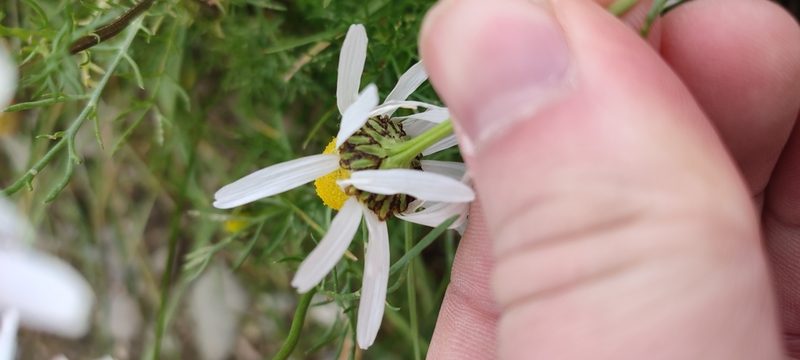 Tripleurospermum hookeri, photographed by Yurii Basov
