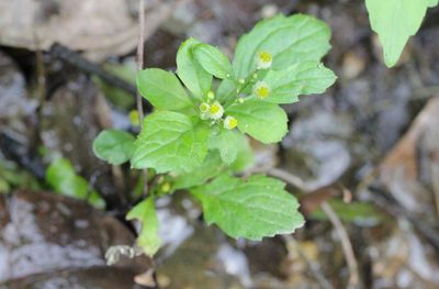 Dichrocephala integrifolia, photographed by Agnes Trekker