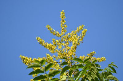 Koelreuteria bipinnata, photographed by Zinogre