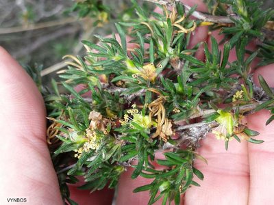 Cliffortia hirta, photographed by Chris Vynbos