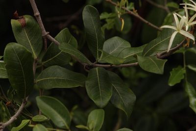 Ancylobothrys petersiana, photographed by Robert Taylor