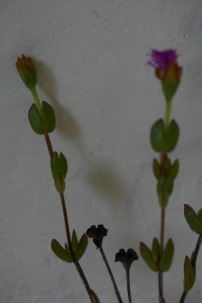 Erepsia pentagona, photographed by jillblignaut
