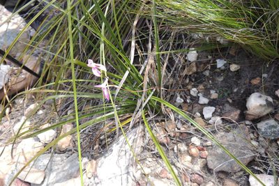 Disa bifida, photographed by jillblignaut