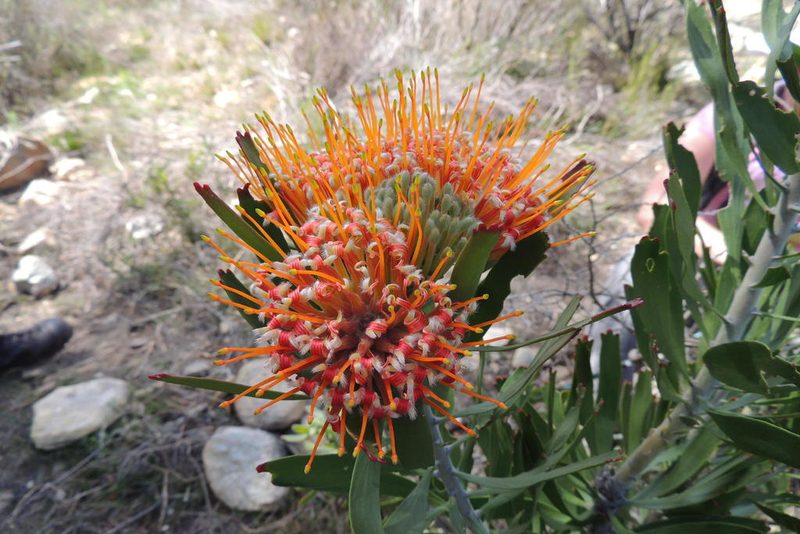 Leucospermum erubescens, photographed by jillblignaut