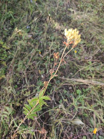 Potentilla longifolia, photographed by Юлия